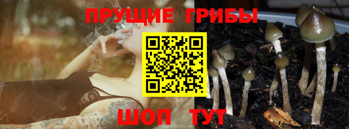 Псилоцибиновые грибы прущие грибы Новочеркасск